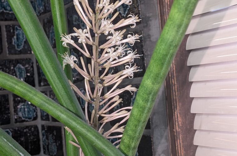 花が咲きました🌸　サンスベリア．．．